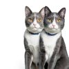 Hills Brain Care jd Cat Food Cognitive Mobility Support-6