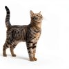 Purina Veterinary Diets Digestive Cat Food GI Support-0