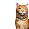 Hills Urinary Care Cat Food Stew Chicken Vegetable Rice-6
