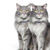 Hills Prescription Diet Cat Food Gastrointestinal Biome-7