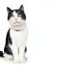 Hills Prescription Diet i/d Digestive Care Cat Food-6