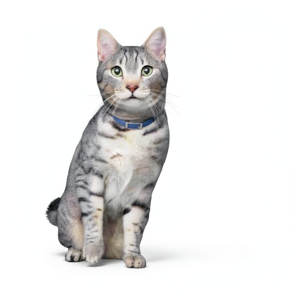 Hills Prescription Diet Metabolic Urinary Cat Food Weight-8