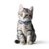 Hills Prescription Diet i/d Kitten Wet Food Digestive Health-5