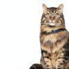 Hills Prescription Diet Cat Food Gastrointestinal Health-8