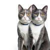 Hills Brain Care jd Cat Food Cognitive Mobility Support-3