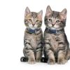 Hills Prescription Diet i/d Kitten Digestive Care Dry Food-3