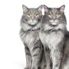 Hills Prescription Diet Gastrointestinal Cat Food Wet Stew-5