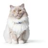 Hills Prescription Diet r/d Weight Reduction Cat Food-7