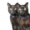 Hills Prescription Diet m/d GlucoSupport Cat Food-7