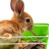 Peach Wood Chew Sticks Jorewood Extra‑Hard Pet-4