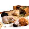 FiveBull Natural Apple Sticks Animal Chew Toy Set 6 Wood + 4 Bamboo-4