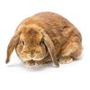 Mooydee Bunnymat Natural Sisal Rabbit Scratch Mat-5