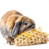 Oxbow Apple Stick Chews for Small Pets-6