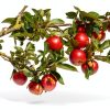Petawi Apple Chew Sticks Small Animal Dental Toy-1