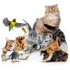 Rabbit Chew Ball Luffy Pets Natural Fiber Toy-8