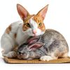 Mooydee Bunnymat Natural Sisal Rabbit Scratch Mat-3